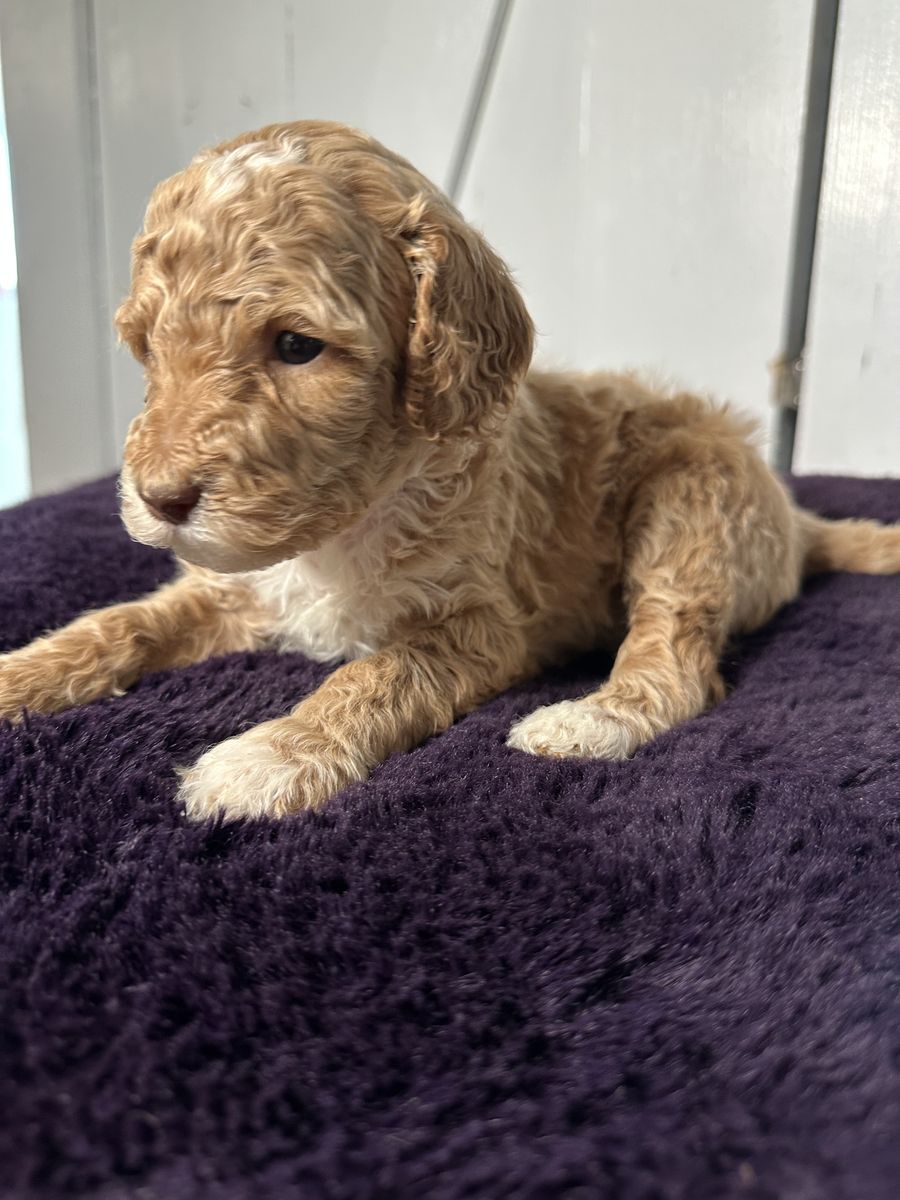 Large Standard Poodle Pups Ready May 15th