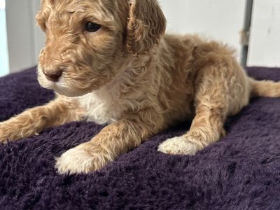 Large Standard Poodle Pups Ready May 15th