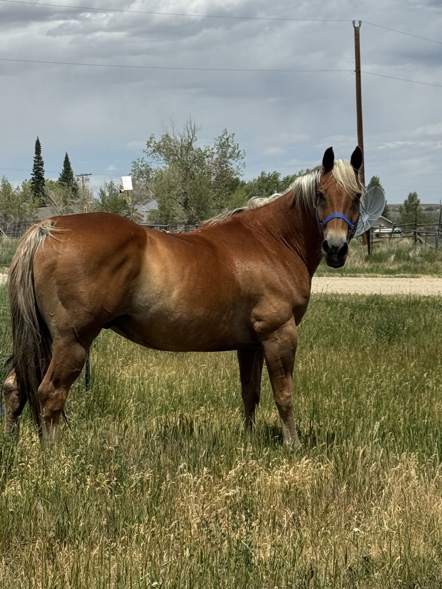 Papered Flaxen Gelding