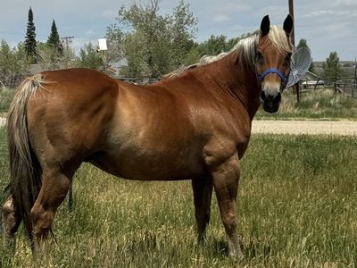 Papered Flaxen Gelding