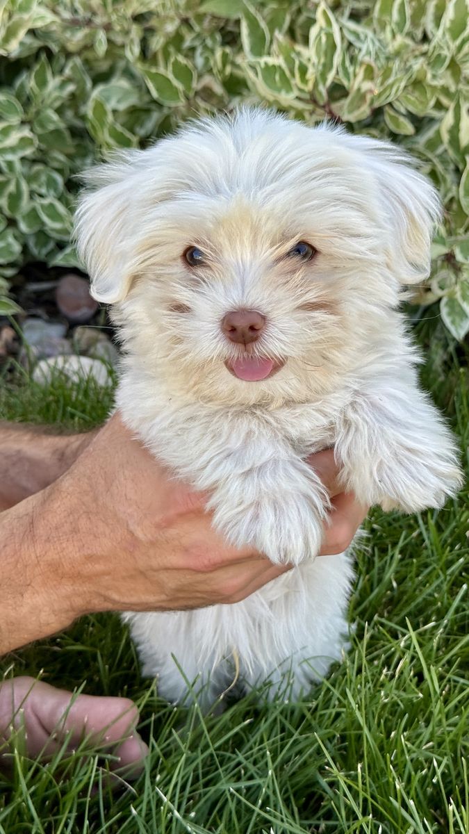 *$500* Hypoallergenic Small Breed Havanese Mix