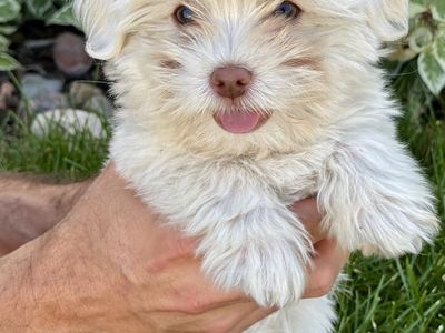 *$500* Hypoallergenic Small Breed Havanese Mix