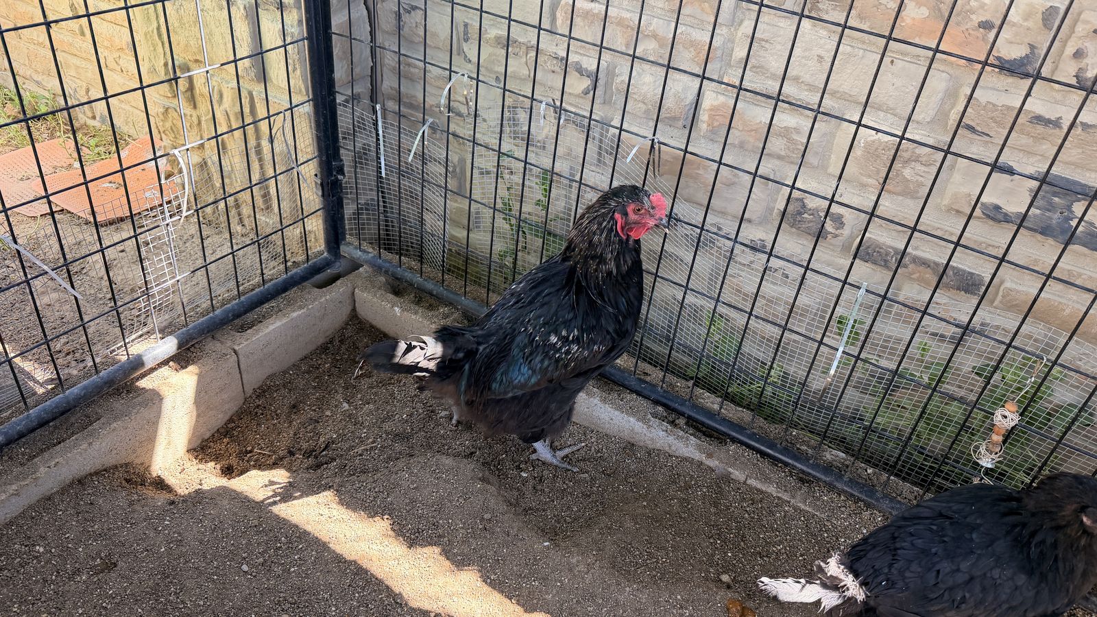 18 week rooster (free)