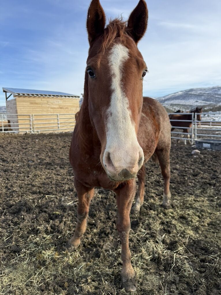 Pasture Pet Quarter Horse