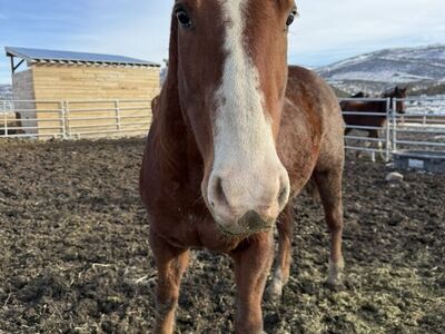 Pasture Pet Quarter Horse
