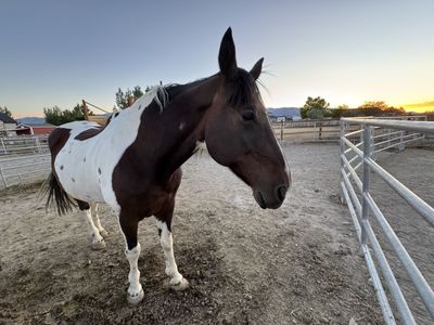 16.3h Gaited TWH Mare