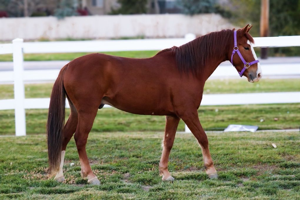 Quarter Horse Gelding