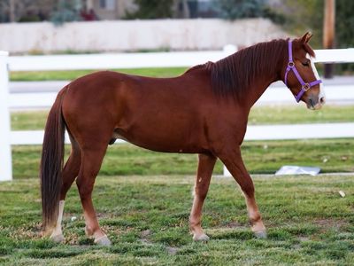 Quarter Horse Gelding