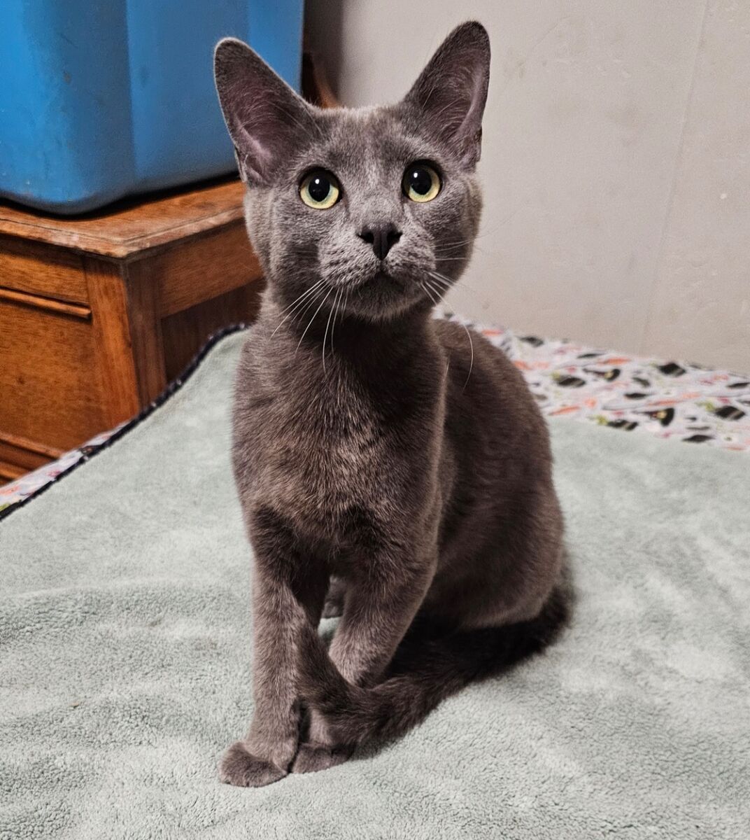 Missing Russian Blue Cat