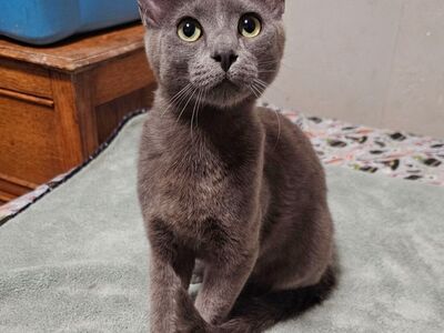 Missing Russian Blue Cat