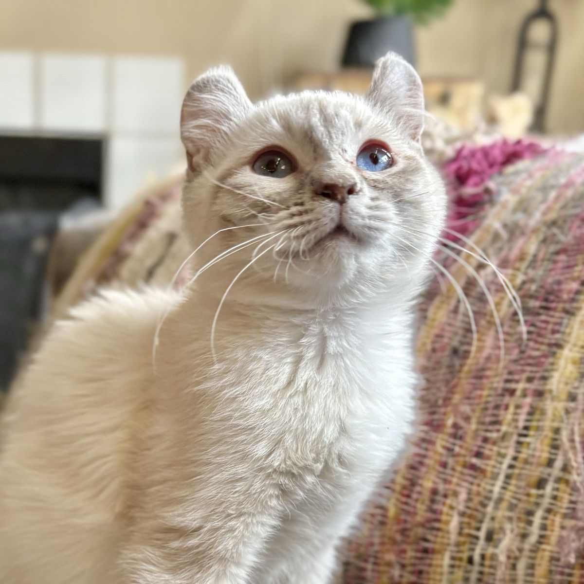 Beautiful Highland Lynx Siamese Female Kitten