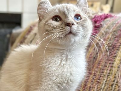 Beautiful Highland Lynx Siamese Female Kitten