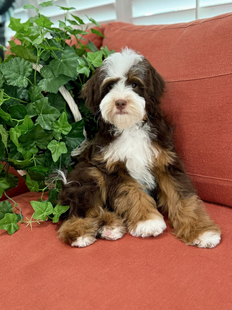 Chocolate Tri Micro Bernedoodle