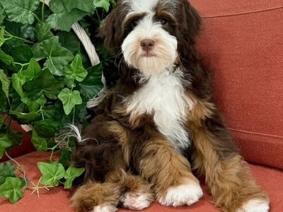 Chocolate Tri Micro Bernedoodle