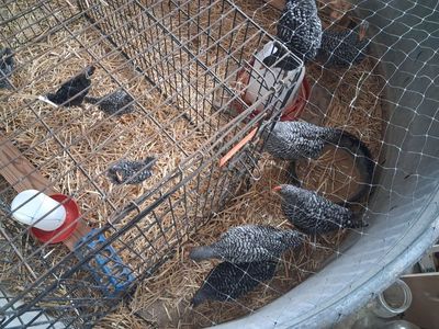 Barred Rock chicks