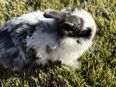 1 Left Holland Lop Baby Rabbit
