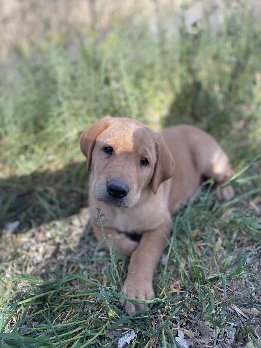 AKC Registered Red Fox Labrador Retriever Puppies