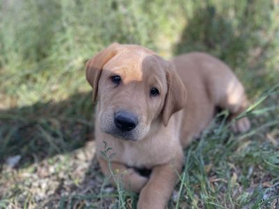 AKC Registered Red Fox Labrador Retriever Puppies