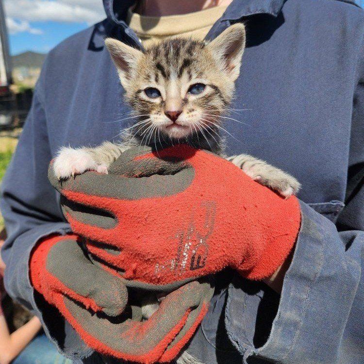 kittens ready for new homes