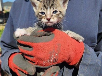 kittens ready for new homes