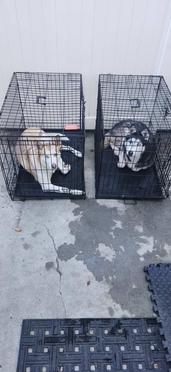 Free Huskies to a good home