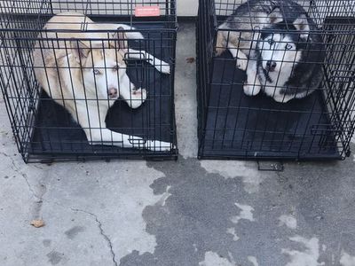 Free Huskies to a good home