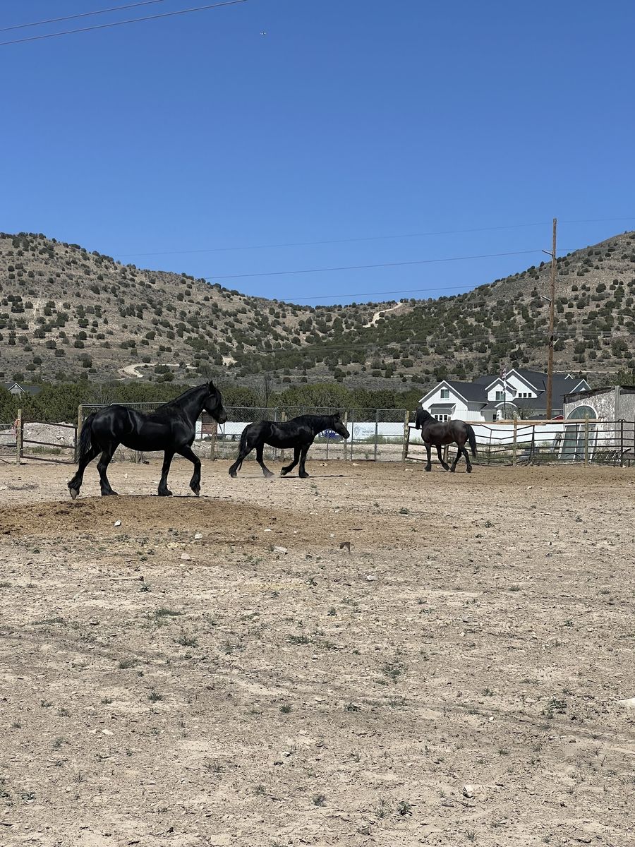 1 Acre Terreno de Renta para uso de Animales o Caballos