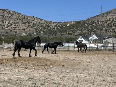 1 Acre Terreno de Renta para uso de Animales o Caballos