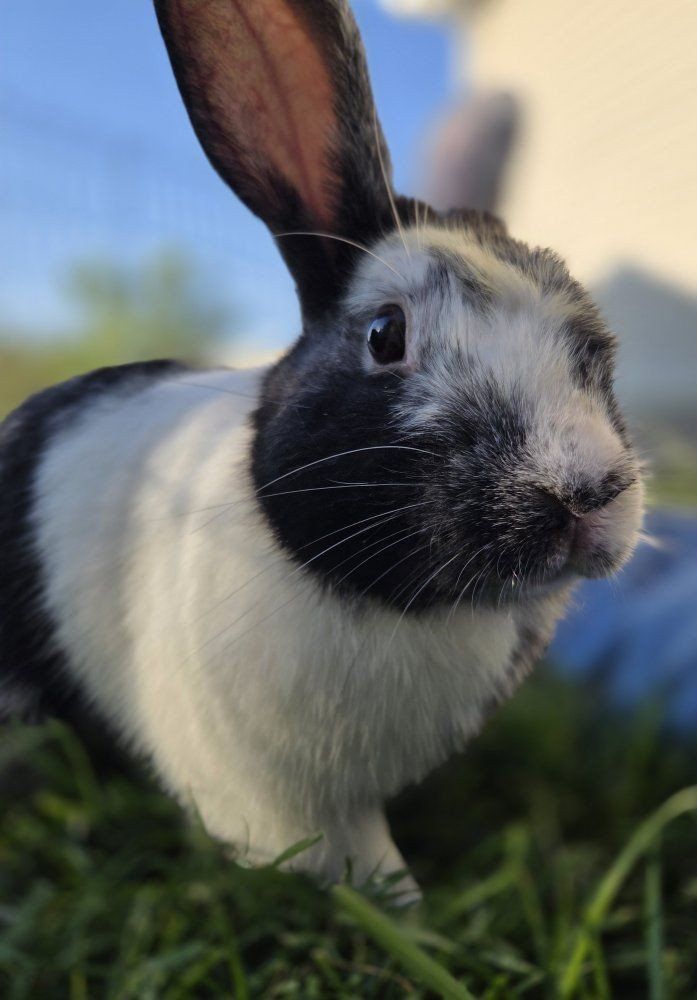 Pedigreed Magpie Harlequin Bunny Rabbit 