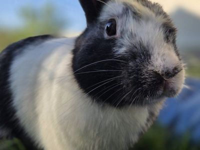 Pedigreed Magpie Harlequin Bunny Rabbit