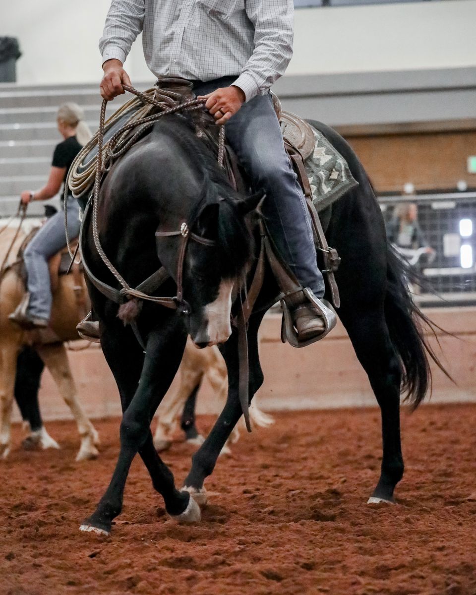 Head-turning, black mare with the talent to match.