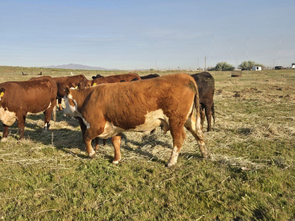 cow calf pairs