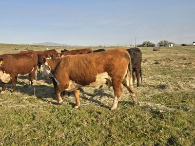 cow calf pairs