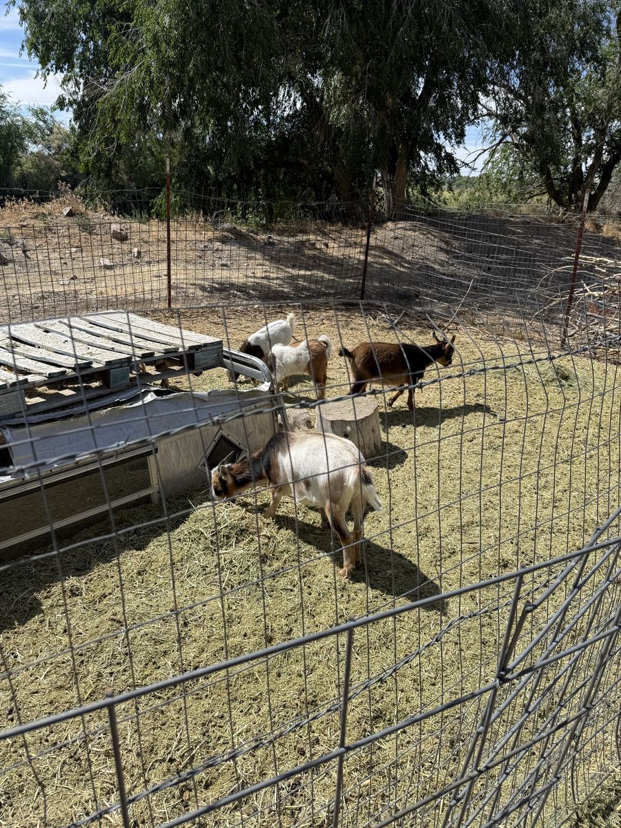 Goat Herd for Sale - 9ea Nigerian Dwarfs