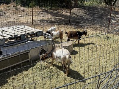Goat Herd for Sale - 9ea Nigerian Dwarfs