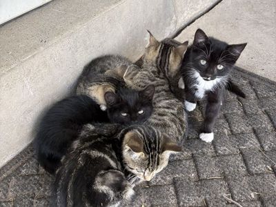 Cute kittens