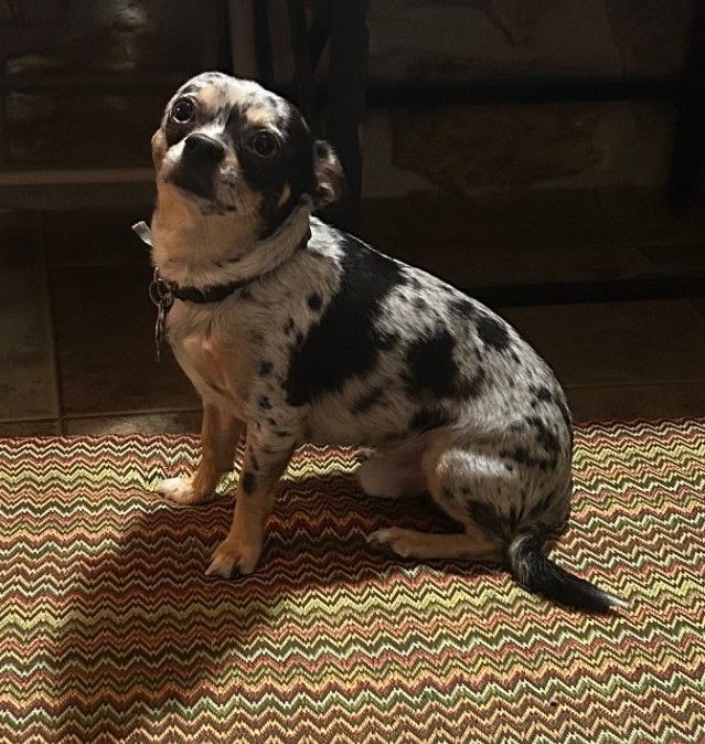 Merle coat 9 weeks Chihuahua 3500 obo