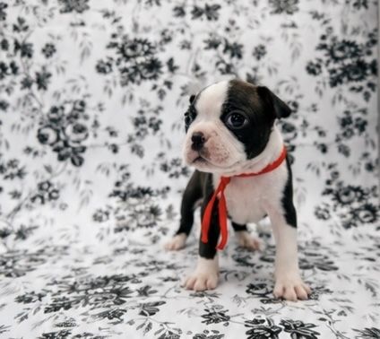 Classic Tuxedo Boston Terrier Puppies