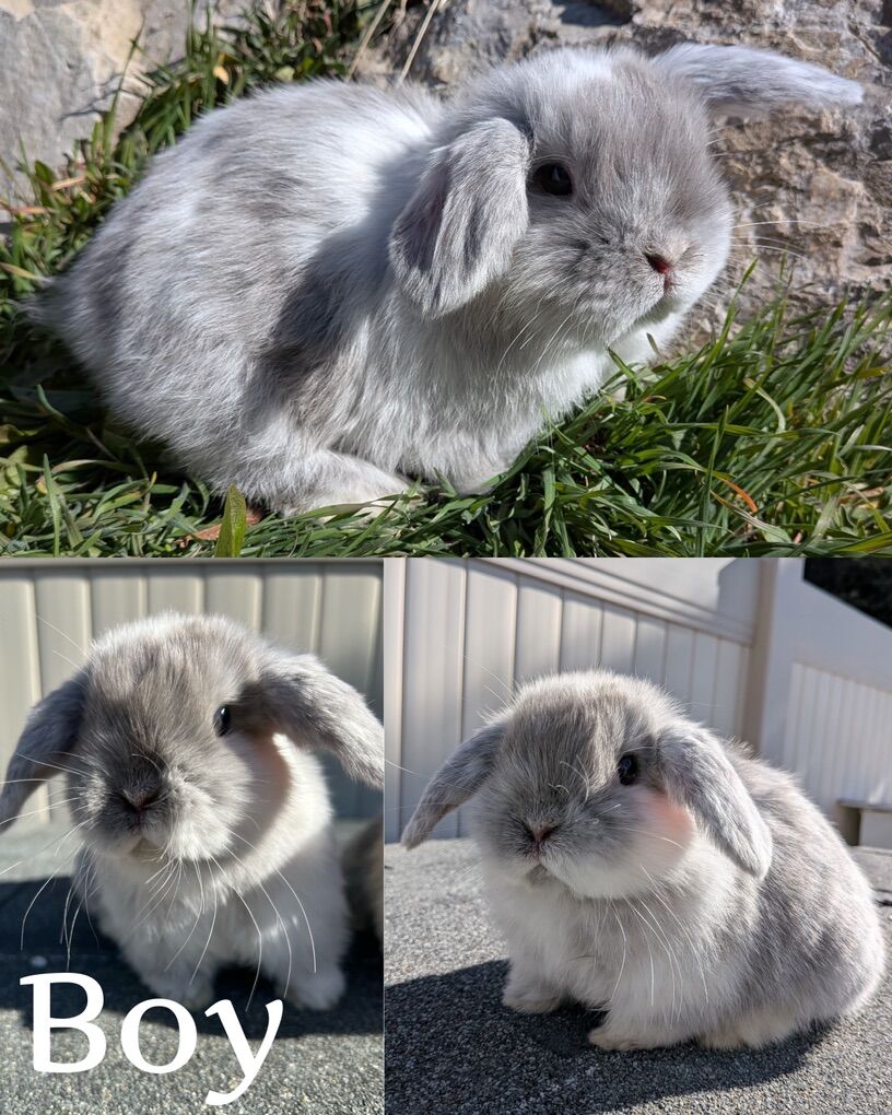 Pedigreed Holland Lop Babies