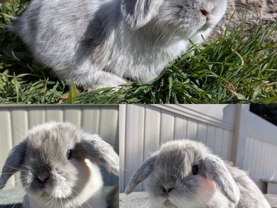 Pedigreed Holland Lop Babies