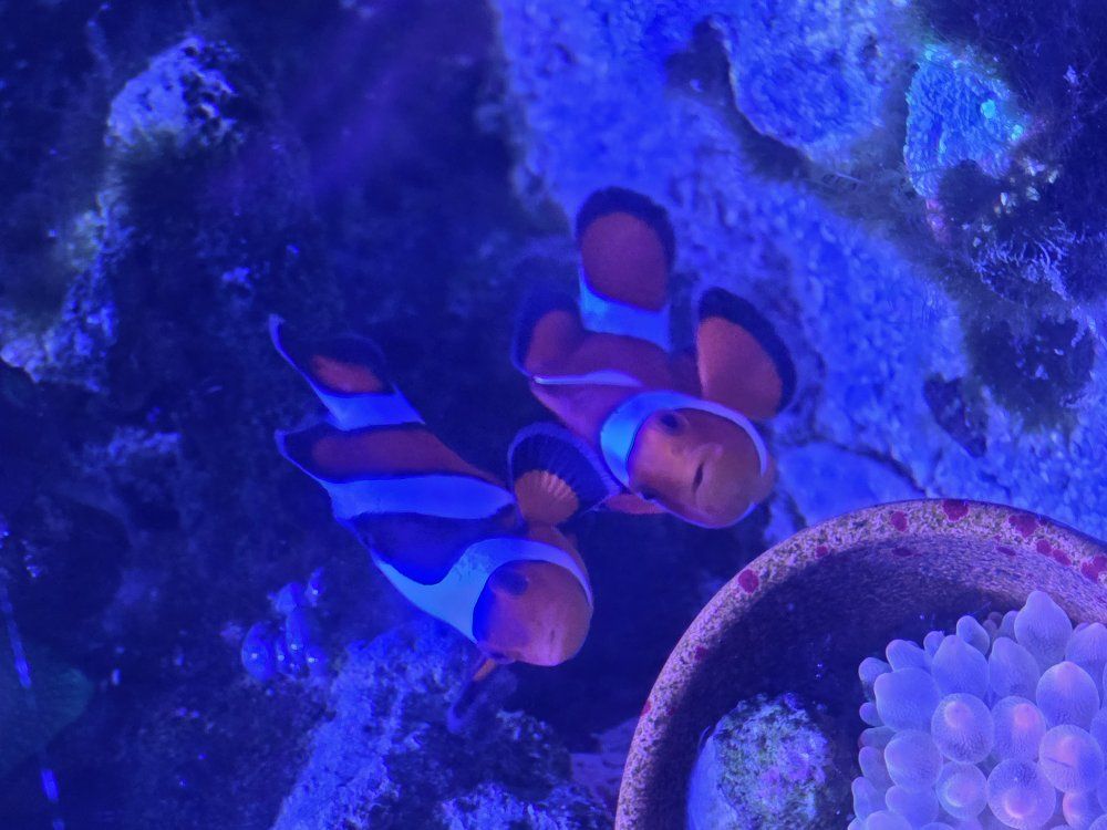 gladiator Clowfish
