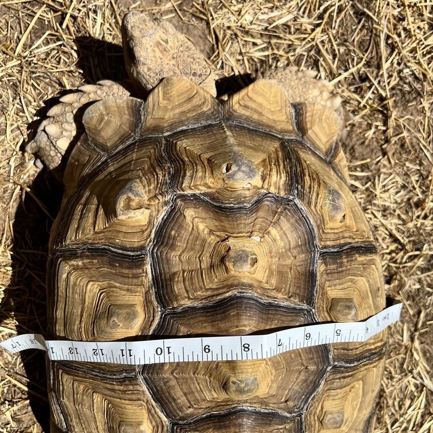 3 Adult Sulcata Tortoises- females 