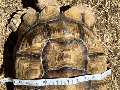 3 Adult Sulcata Tortoises- females