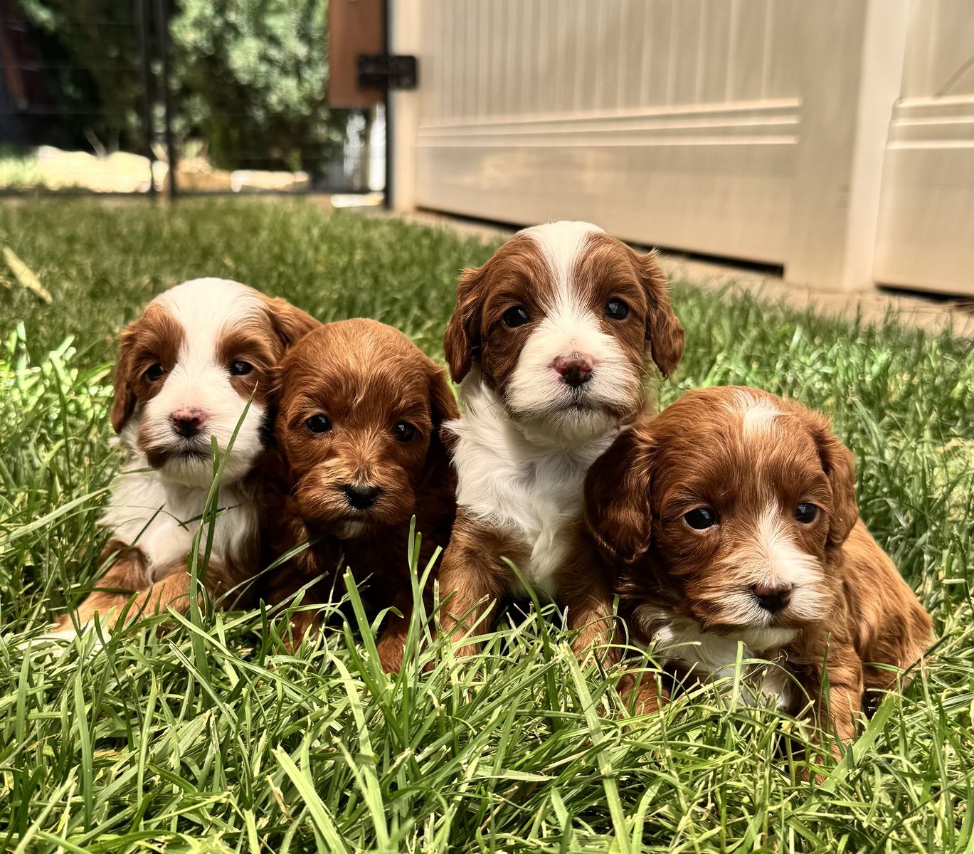 4th Gen Micro GOLDENDOODLE Puppies Toy Golden Retriever Poodle Multi-gen White Tuxedo Blaze Red