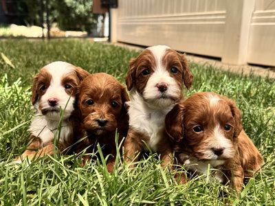 4th Gen Micro GOLDENDOODLE Puppies Toy Golden Retriever Poodle Multi-gen White Tuxedo Blaze Red