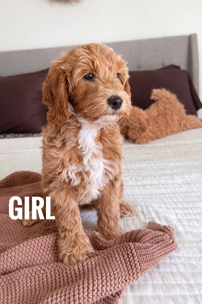 Mini Golden Doodle Puppy's/ Ready For Homes