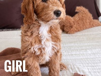 Mini Golden Doodle Puppy's/ Ready For Homes