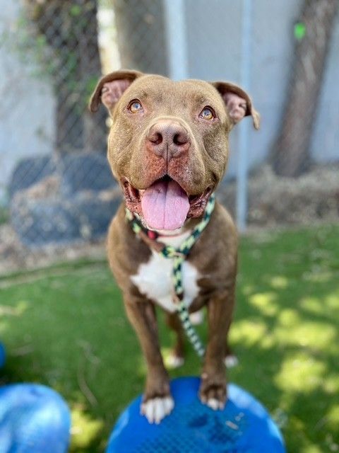 A161626 Hendrix is Available for Adoption!