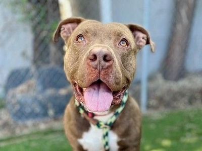 A161626 Hendrix is Available for Adoption!