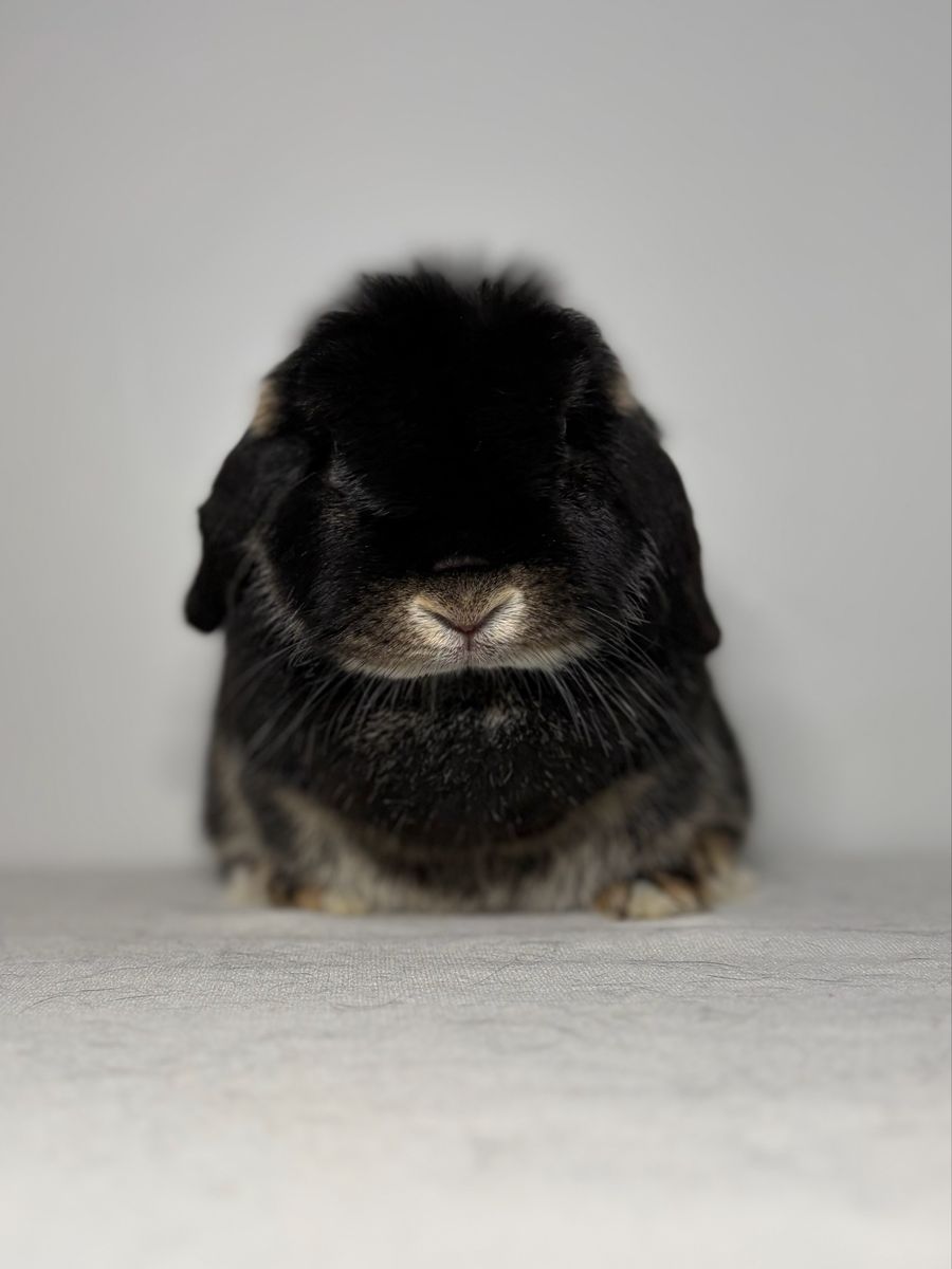 Holland Lop Doe